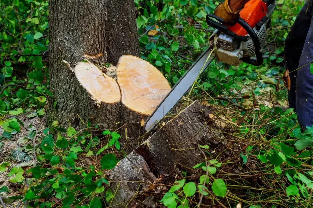 Tree Cutting & Removal Costs in 2025