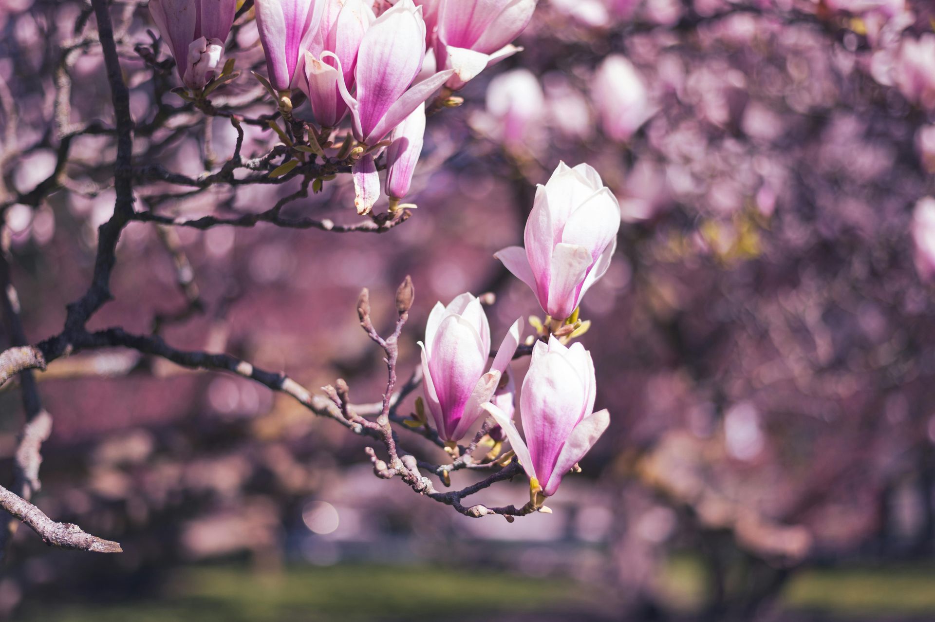 Pink and white magnolia blossoms blooming on tree branches.