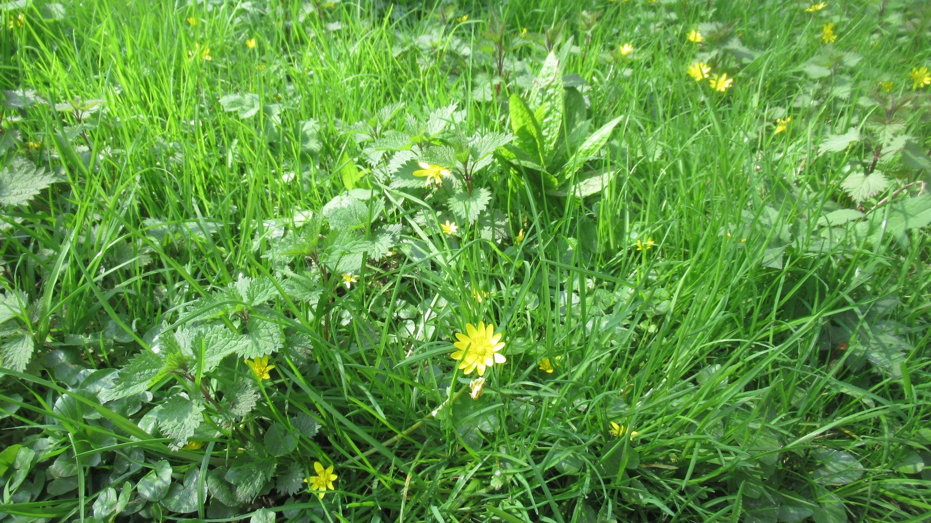 Common lawn weeds in Virginia with names and identification tips for homeowners