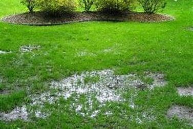 a lawn with a lot of white spots on it .