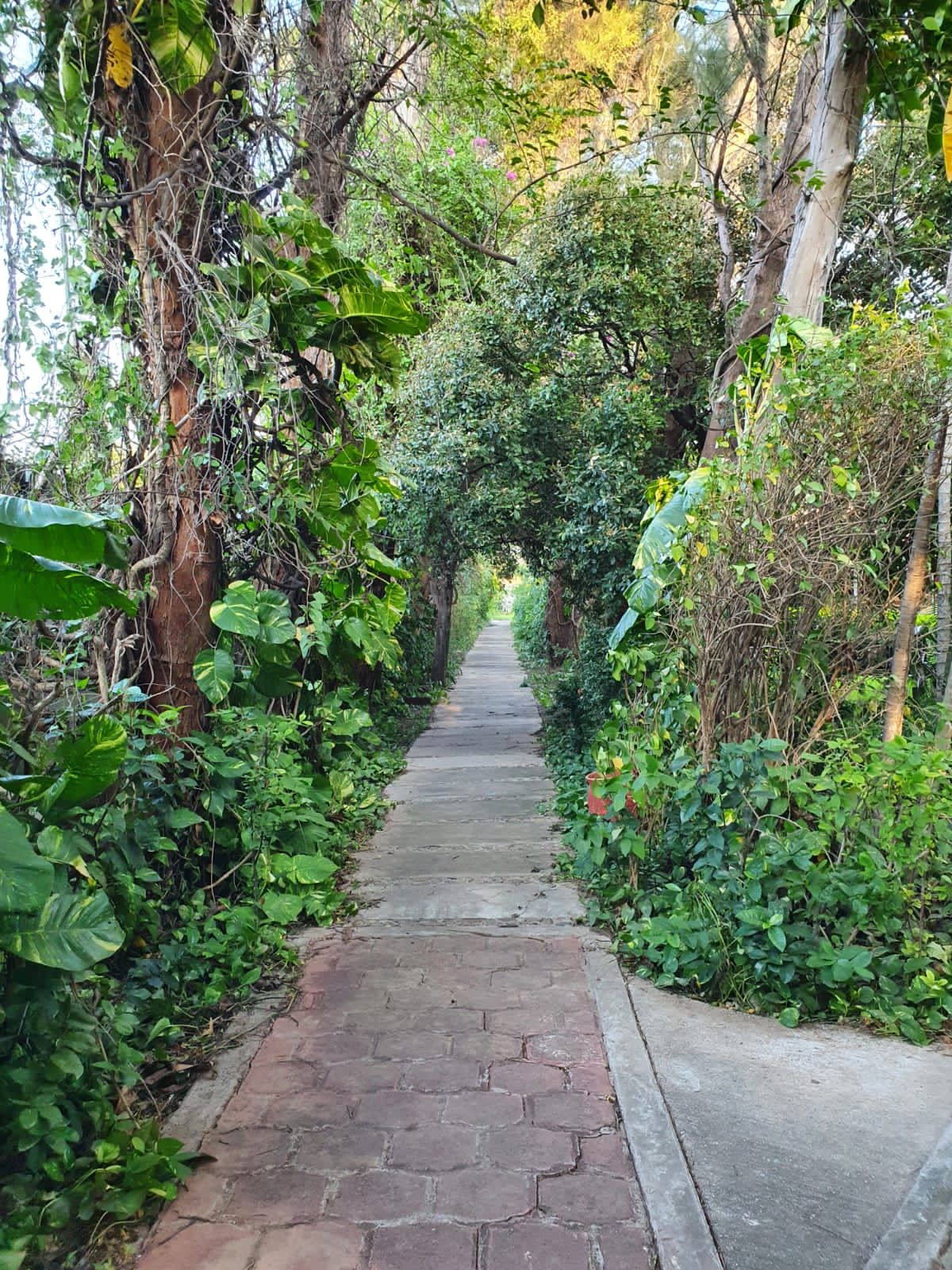 Camino de piedra a través de una exuberante vegetación, con árboles arqueados en lo alto y luz solar moteada.