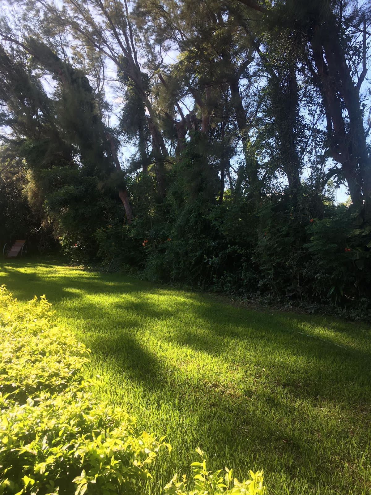 Césped verde exuberante con árboles y sombras, luz solar brillante.