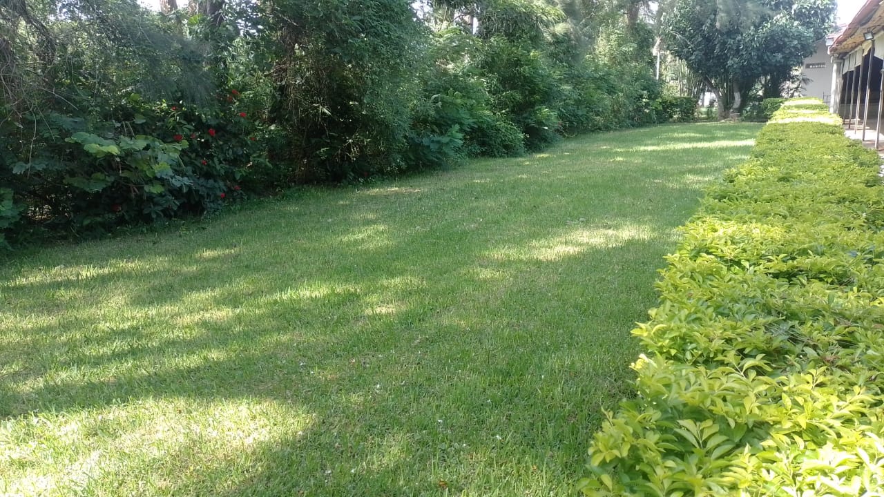 Césped verde y exuberante junto a un seto podado y árboles. La luz del sol proyecta sombras sobre la hierba.