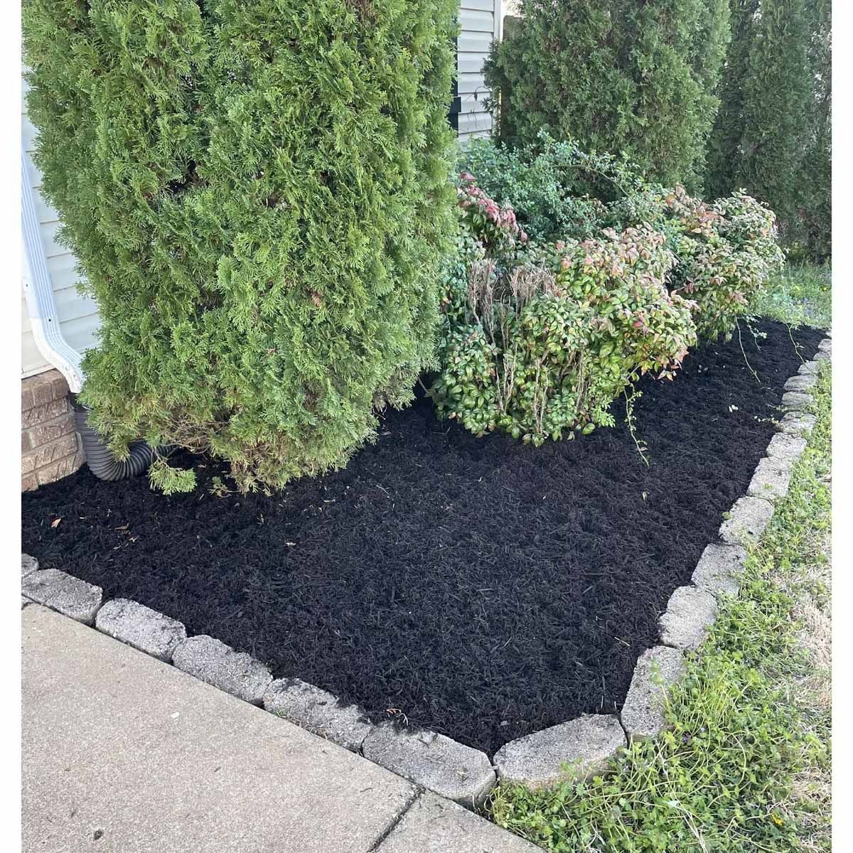 Black mulch in a landscaped garden bed, bordered by stone blocks, with evergreen shrubs.