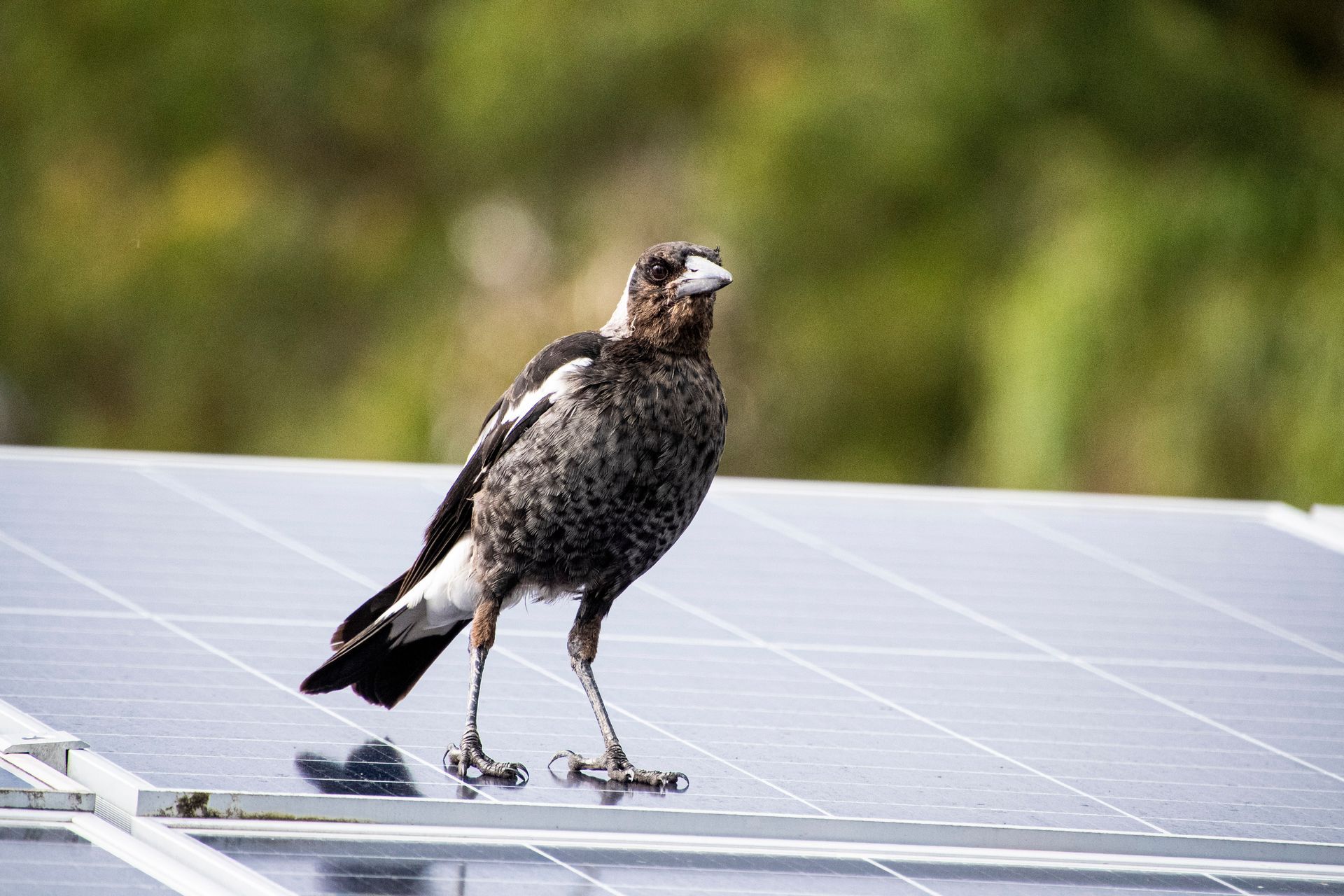 A young Australian magpie standing on a solar panel. A young Australian magpie standing on a solar panel.