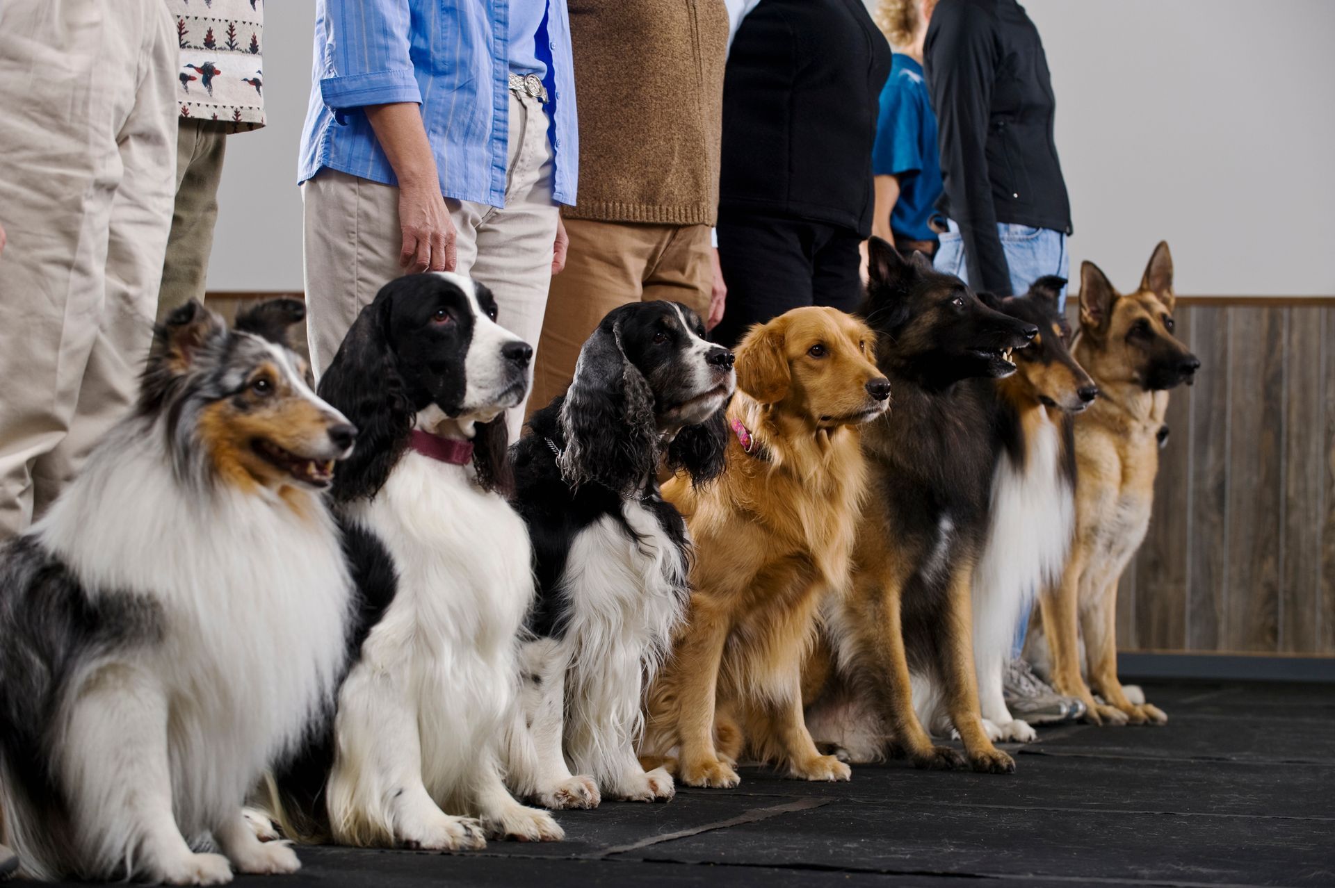 Line of purebred dogs on the ground taking dog training lessons, with different people behind.