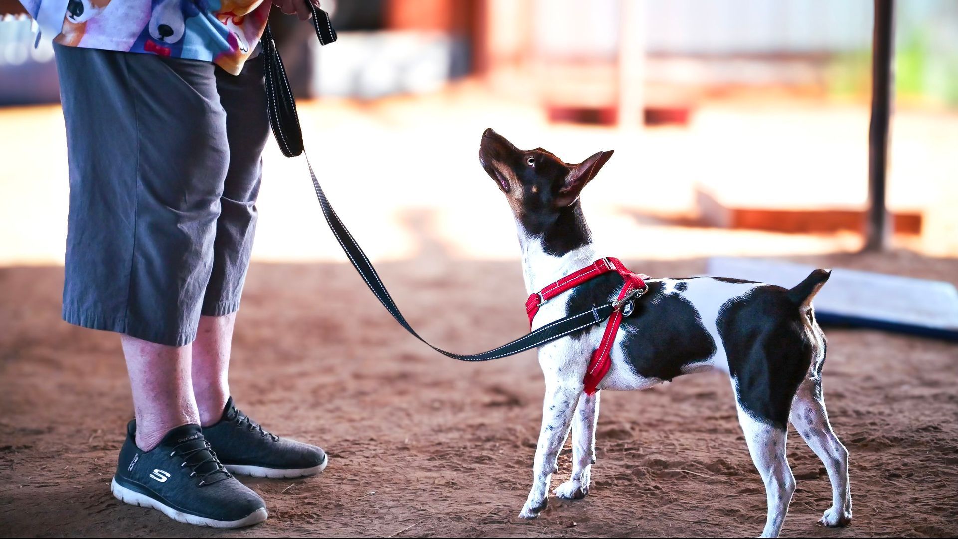 A person is walking a small black and white dog on a leash