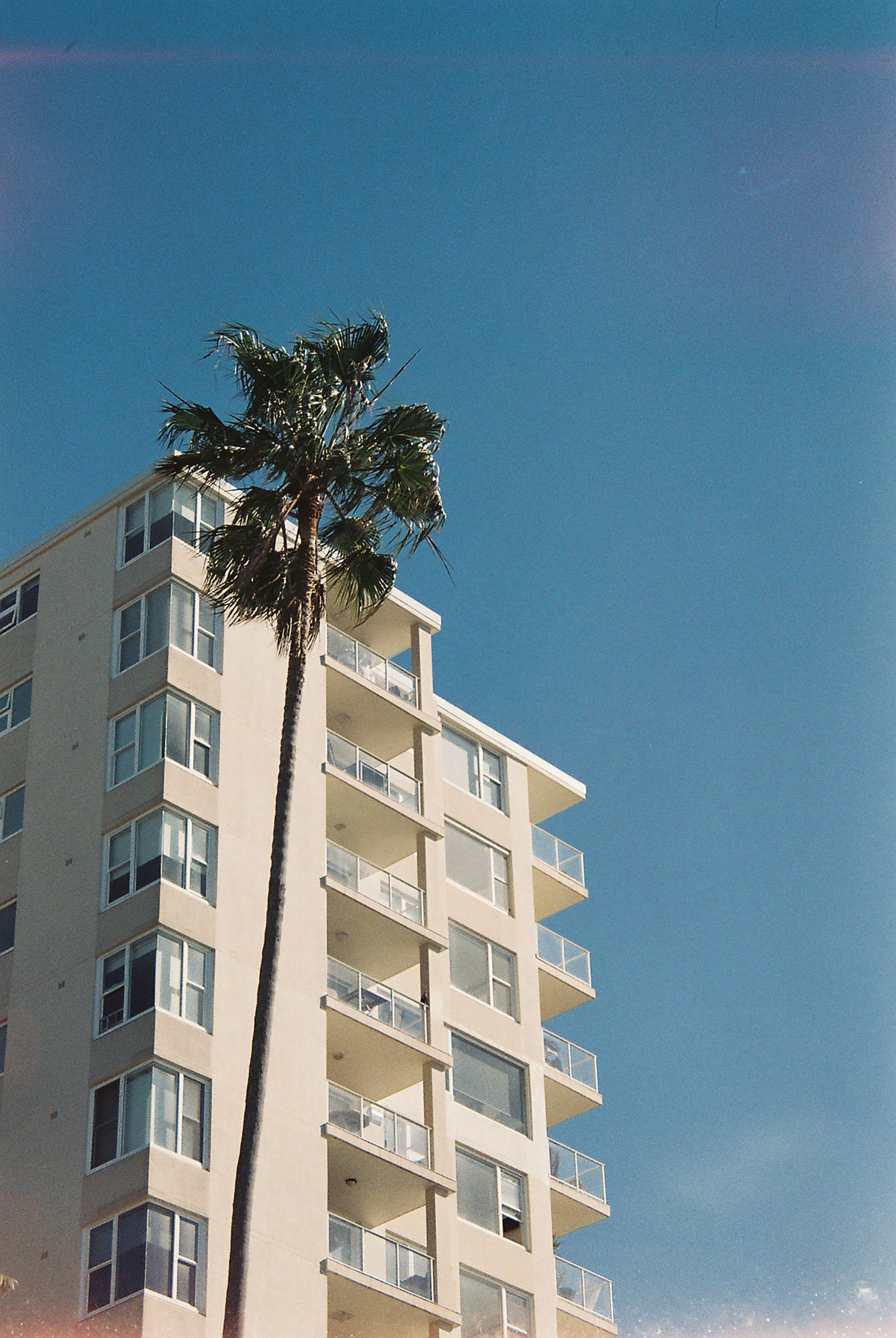 Tall tree leaning against a multi-story building under a clear blue sky.