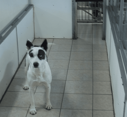 dog with black spots — doggy daycare in Dallas,