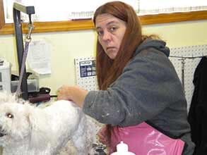 dog at the pet gromming — pet grooming in Dallas,