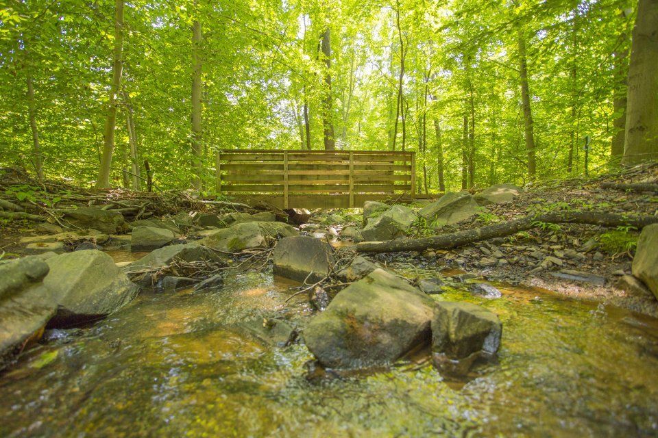 Wooden bridge over a rocky stream in a lush green forest.
