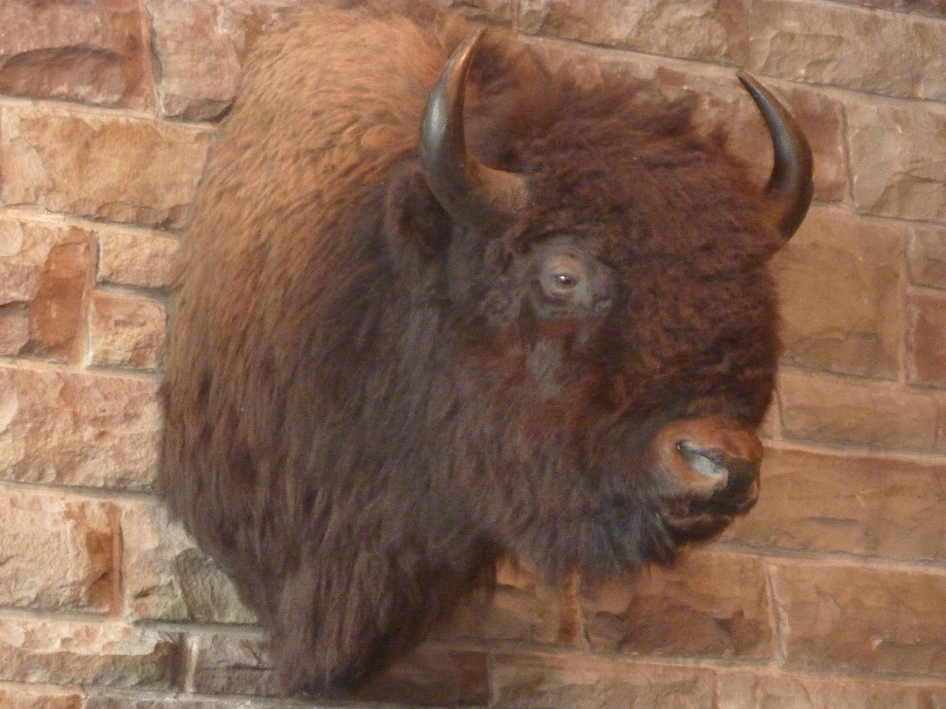 Opgezette bizonkop gemonteerd op een stenen muur; bruine vacht, donkere hoorns.
