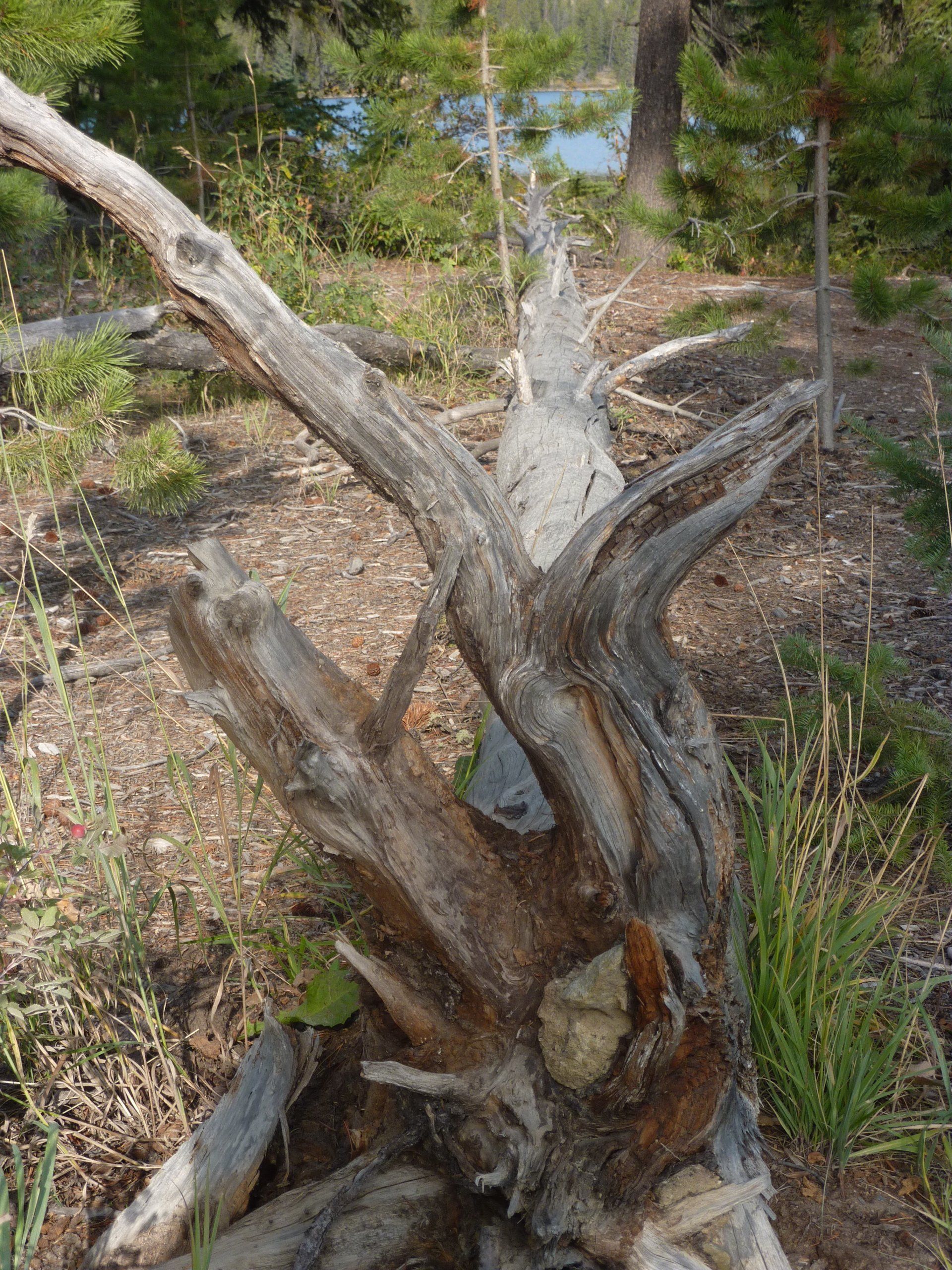 Verweerde boomstam op de bosbodem, vlakbij een waterlichaam.