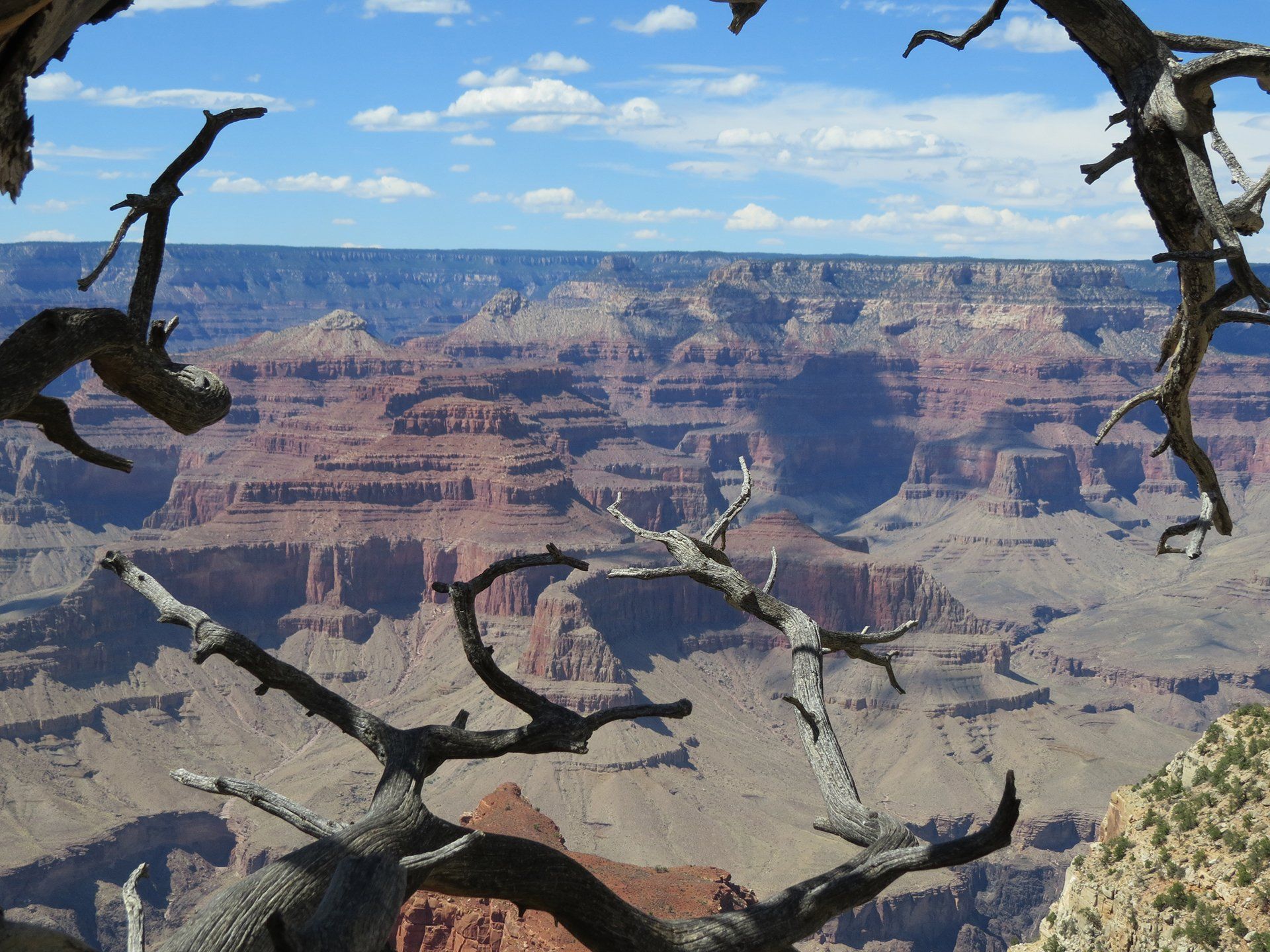 Uitzicht op de Grand Canyon, omlijst door kale boomtakken; canyonwanden in tinten bruin en beige, blauwe lucht.