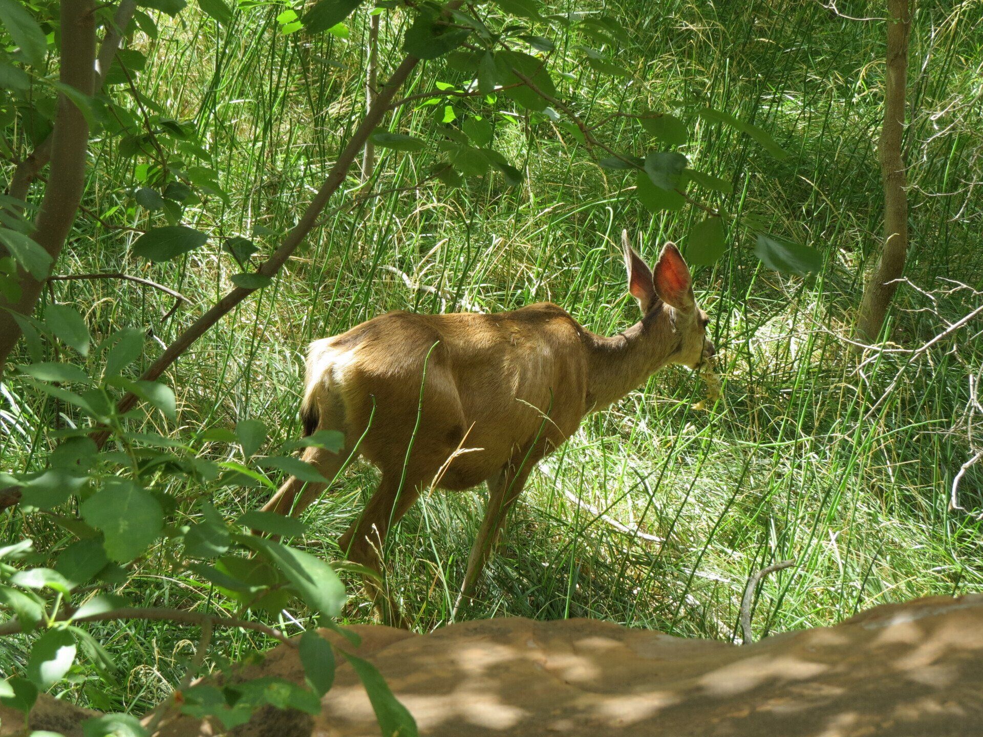 Kleine bruine duiker in hoog groen gras, in de schaduw van boomtakken.
