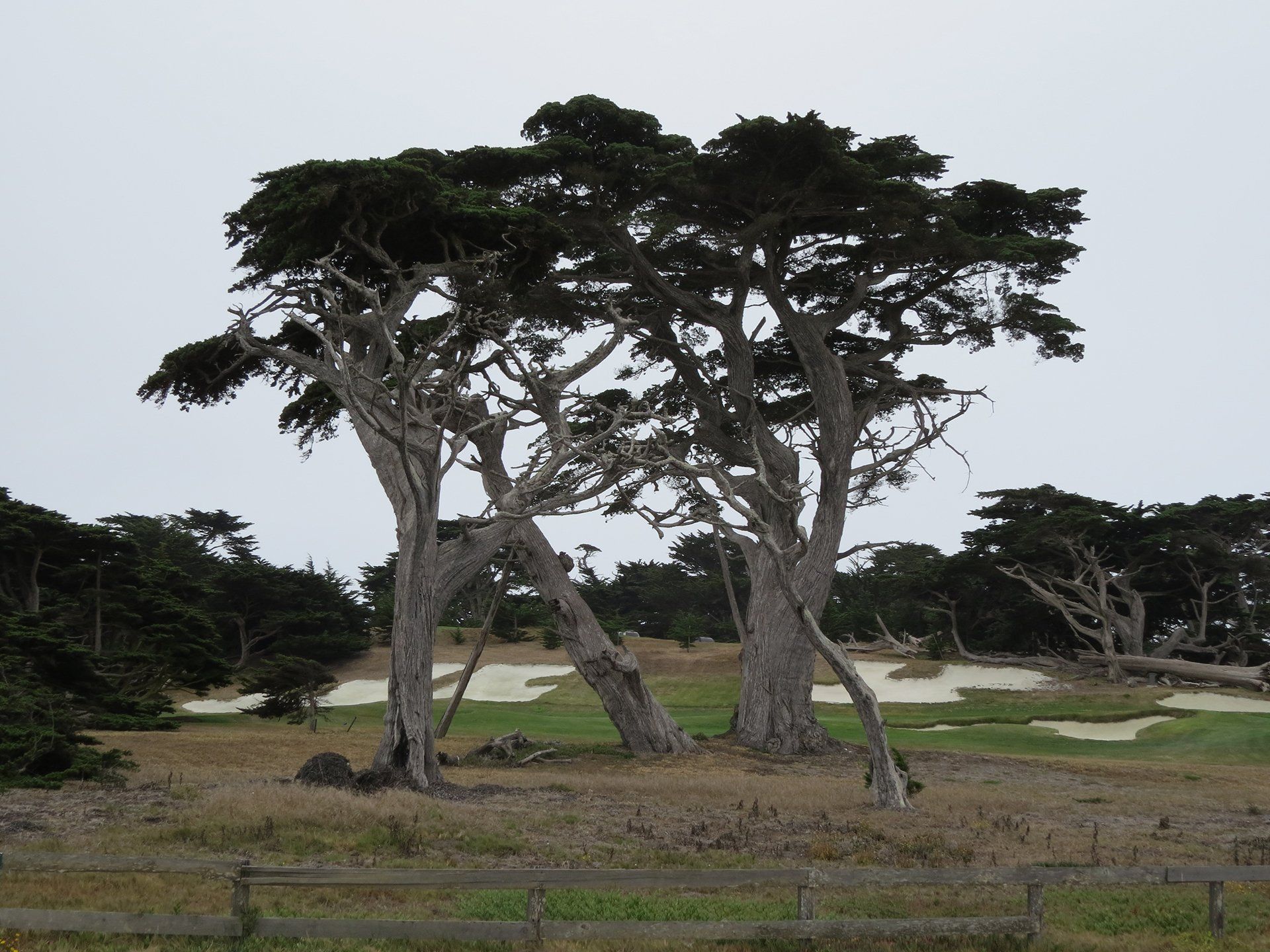 Cipressen op een golfbaan onder een bewolkte hemel.