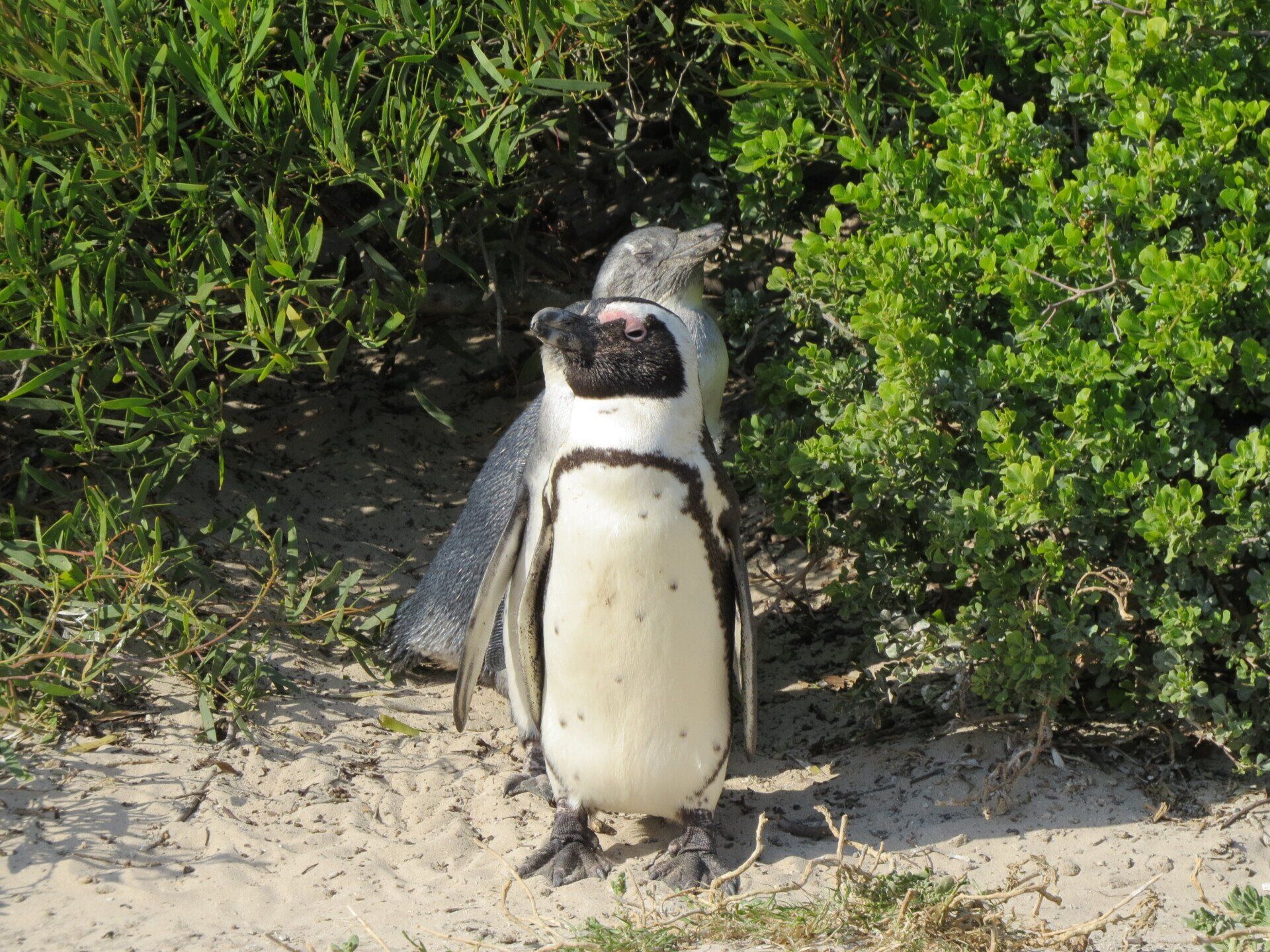 foto met pinquins op strand