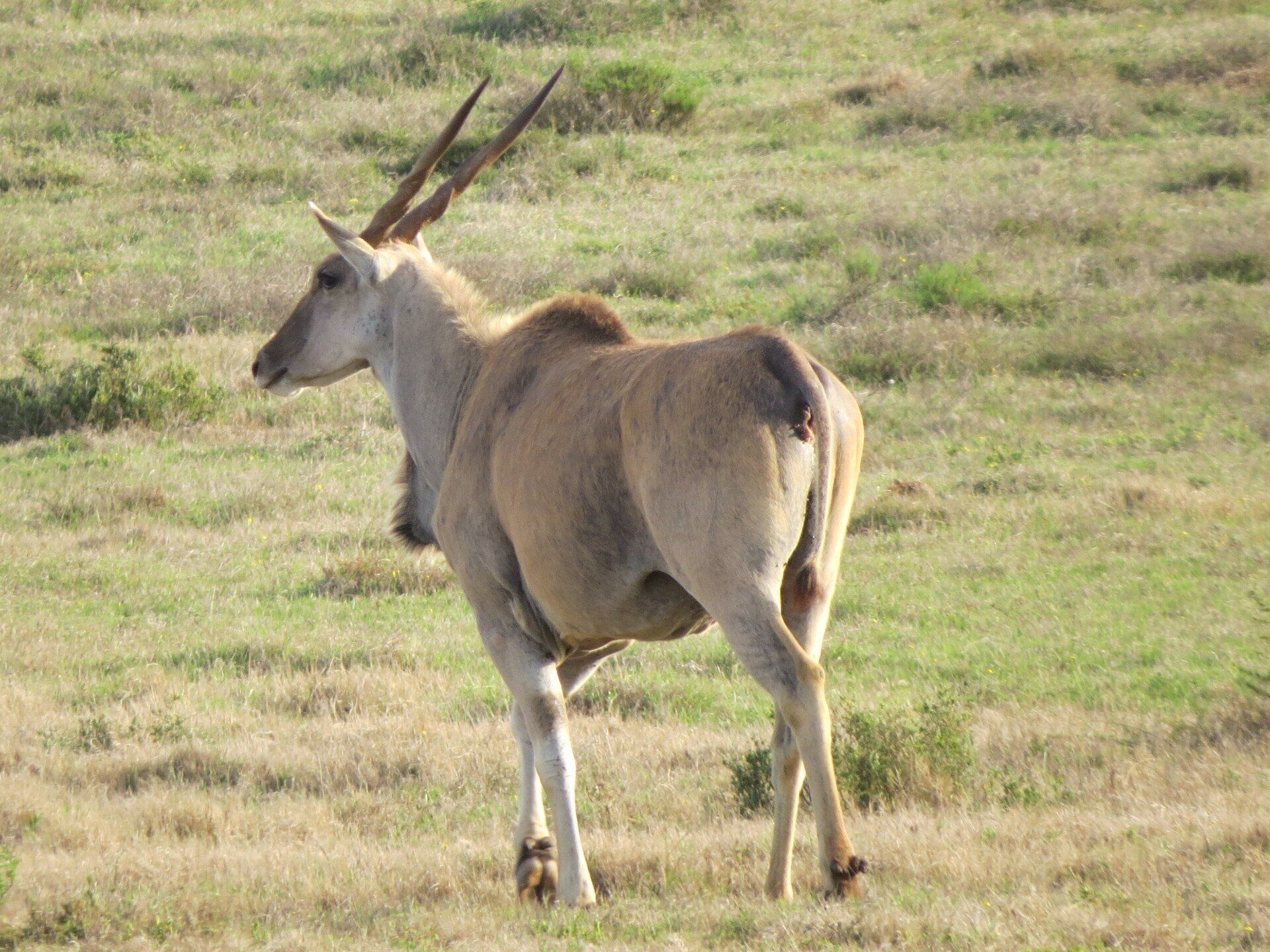foto springbok Bukela Game Lodge