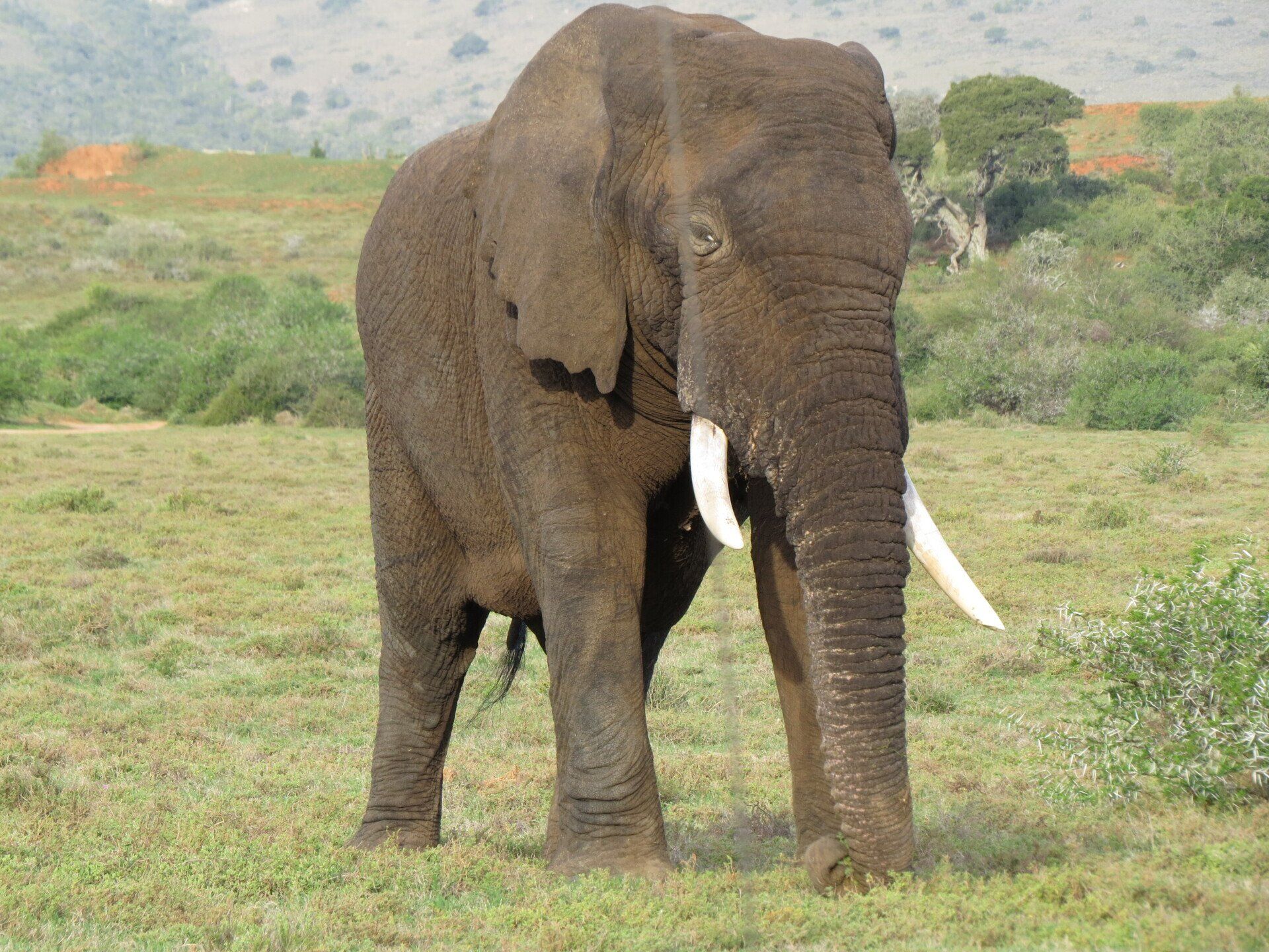 foto Olifant Bukela Game Lodge