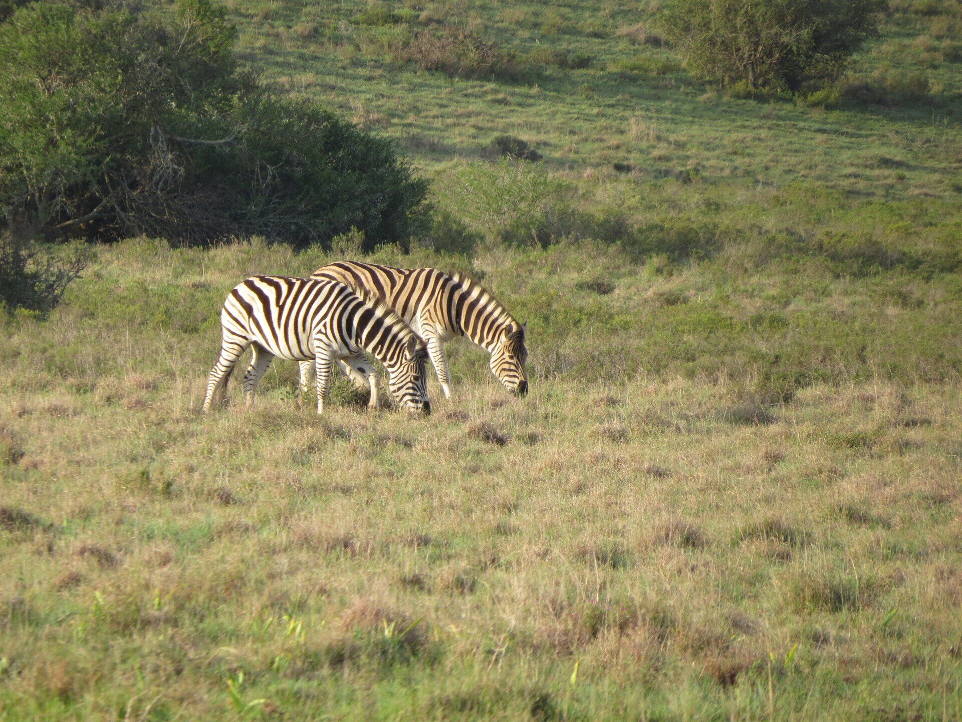 foto Zebra'sBukela Game Lodge