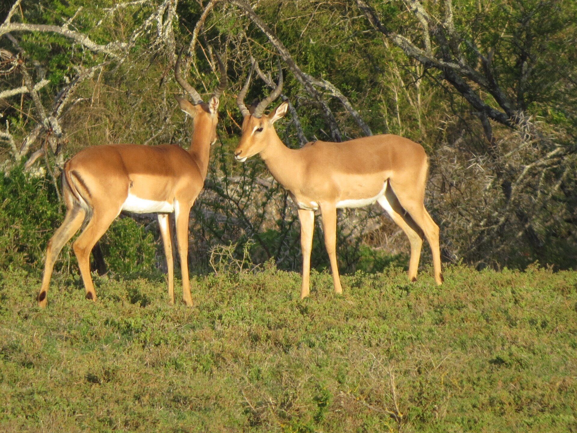 foto herten Bukela Game Lodge