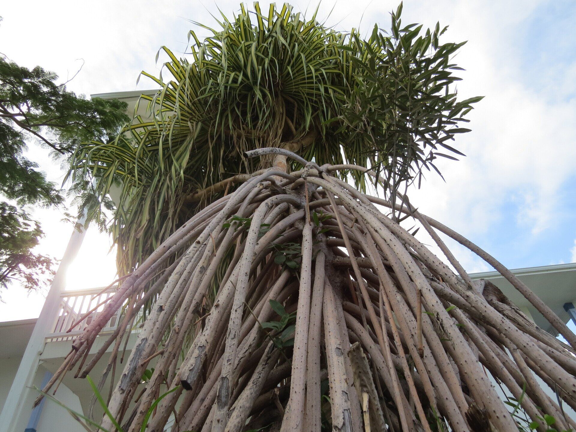 Grote boom met luchtwortels en groen en geel blad.
