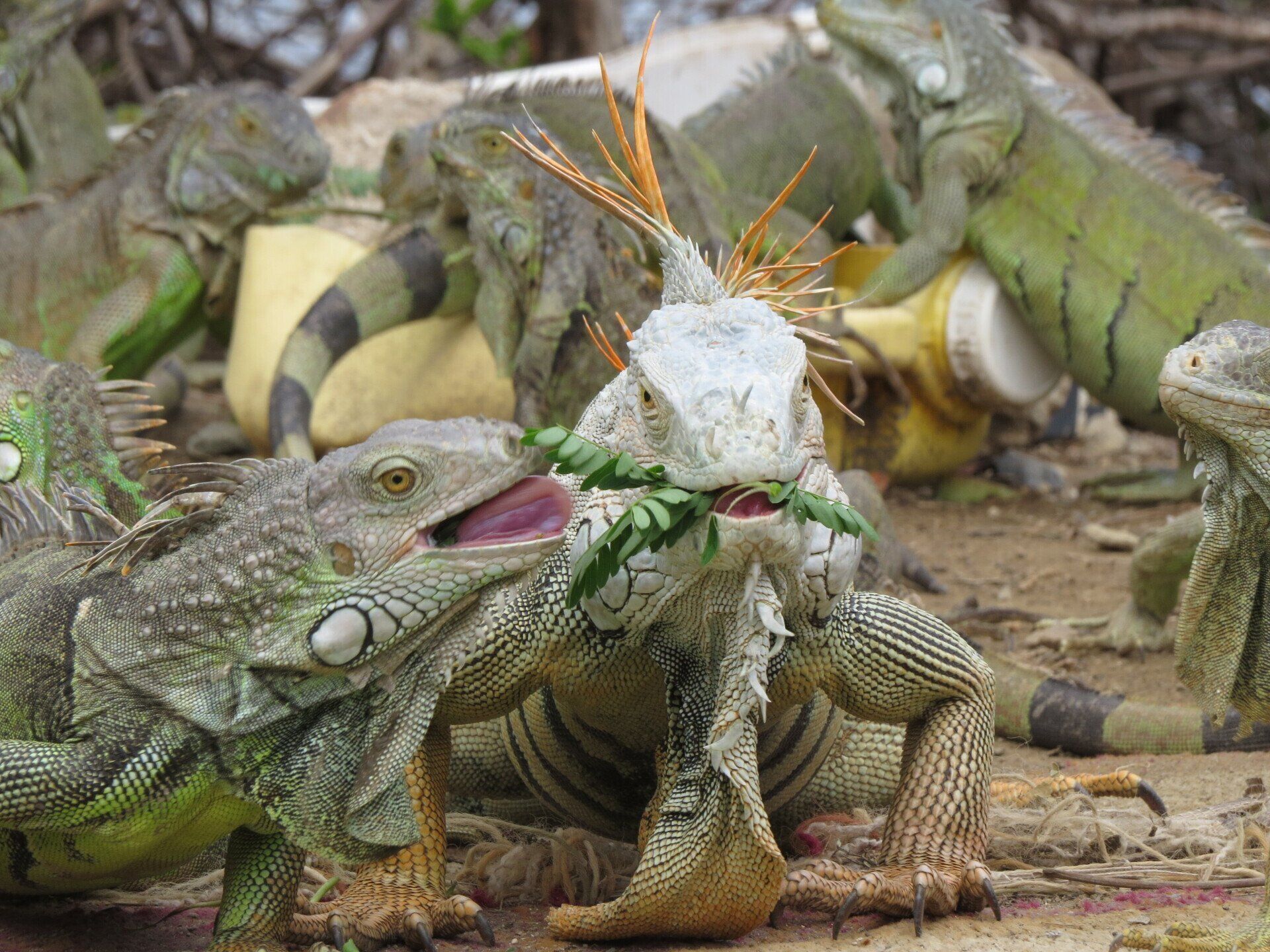 Groene leguanen verzamelden zich in de buitenlucht; de ene at bladeren, de andere had zijn bek open.