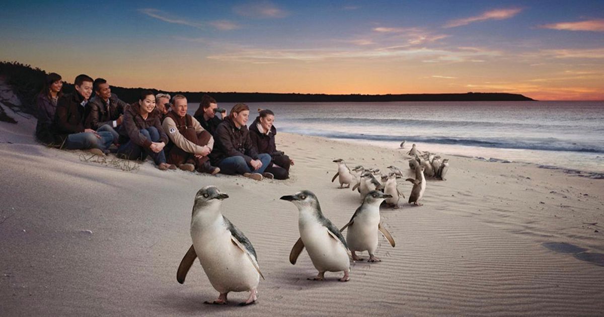 foto van groep marcherende pinguïns over het strand met mensen die op het strand zitten en toekijken