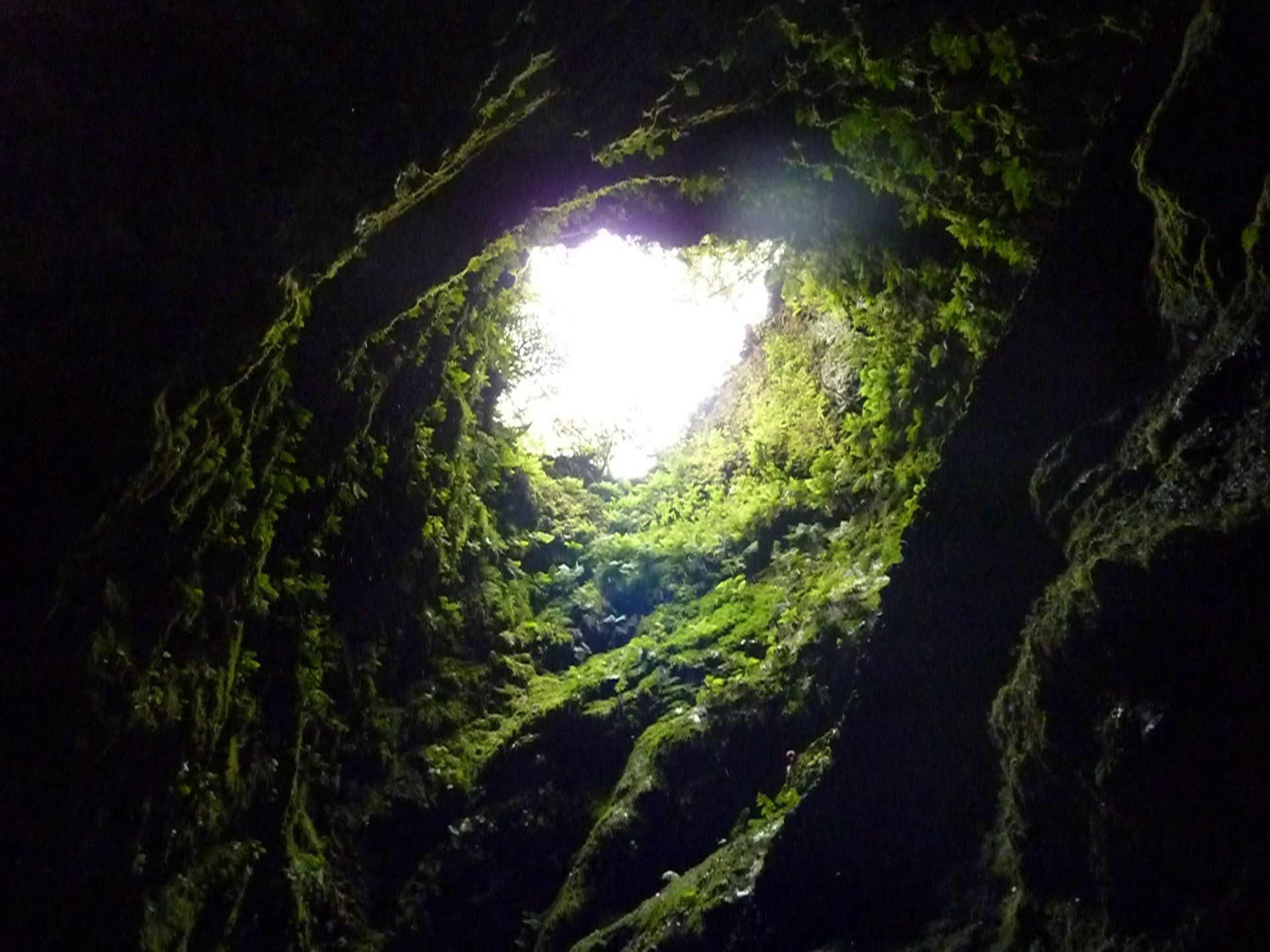 Uitzicht omhoog in een grot, licht stroomt door een opening naar binnen. Mos en planten bedekken de wanden.