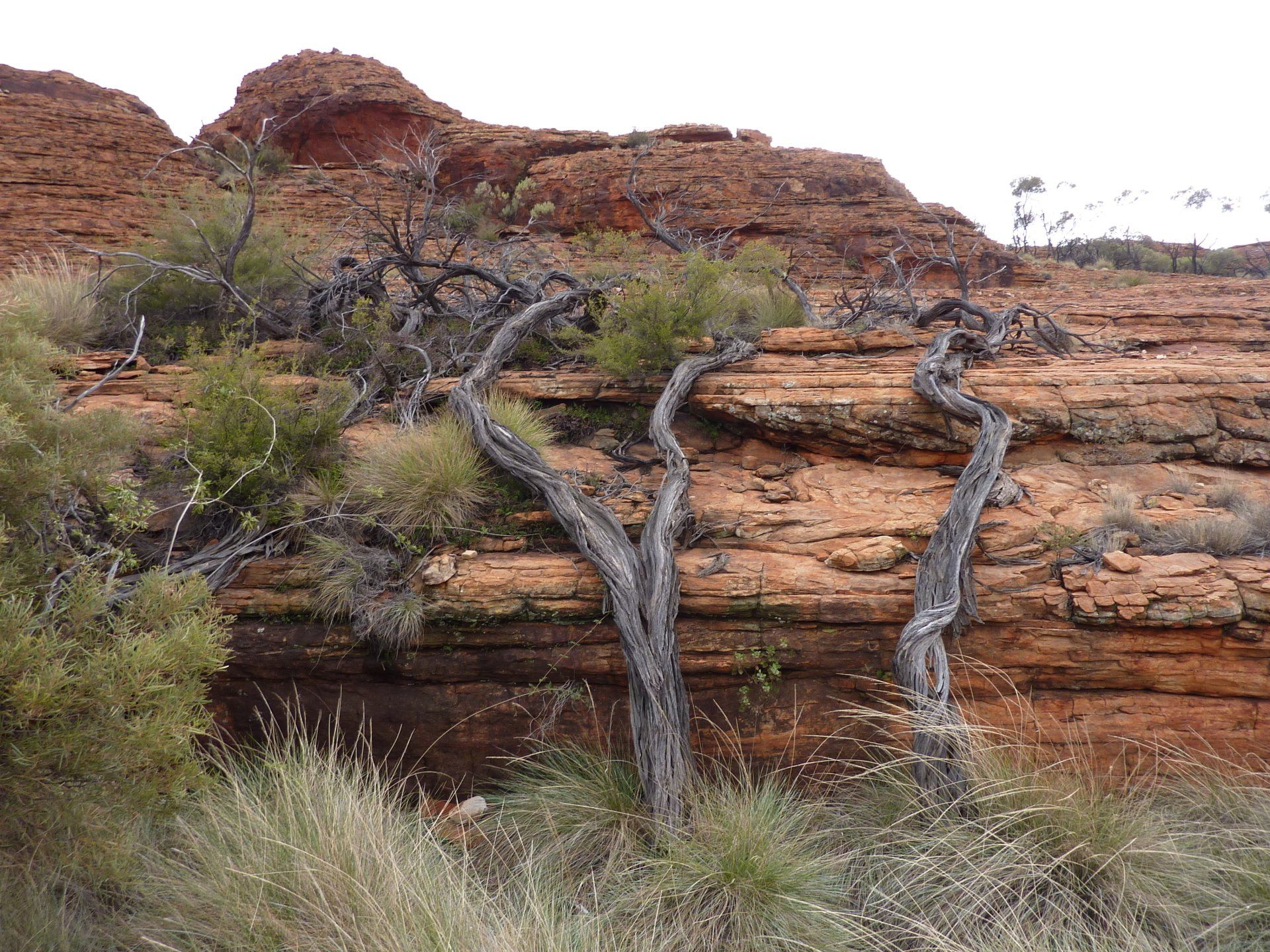 Droge, kronkelige bomen op een rode rotsformatie met schaarse groene begroeiing, onder een bewolkte hemel.