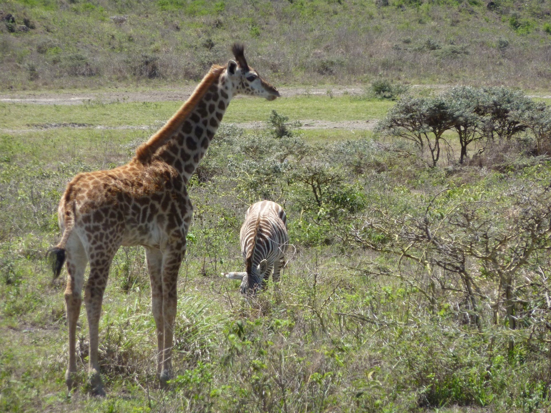 foto giraffe in tanzania