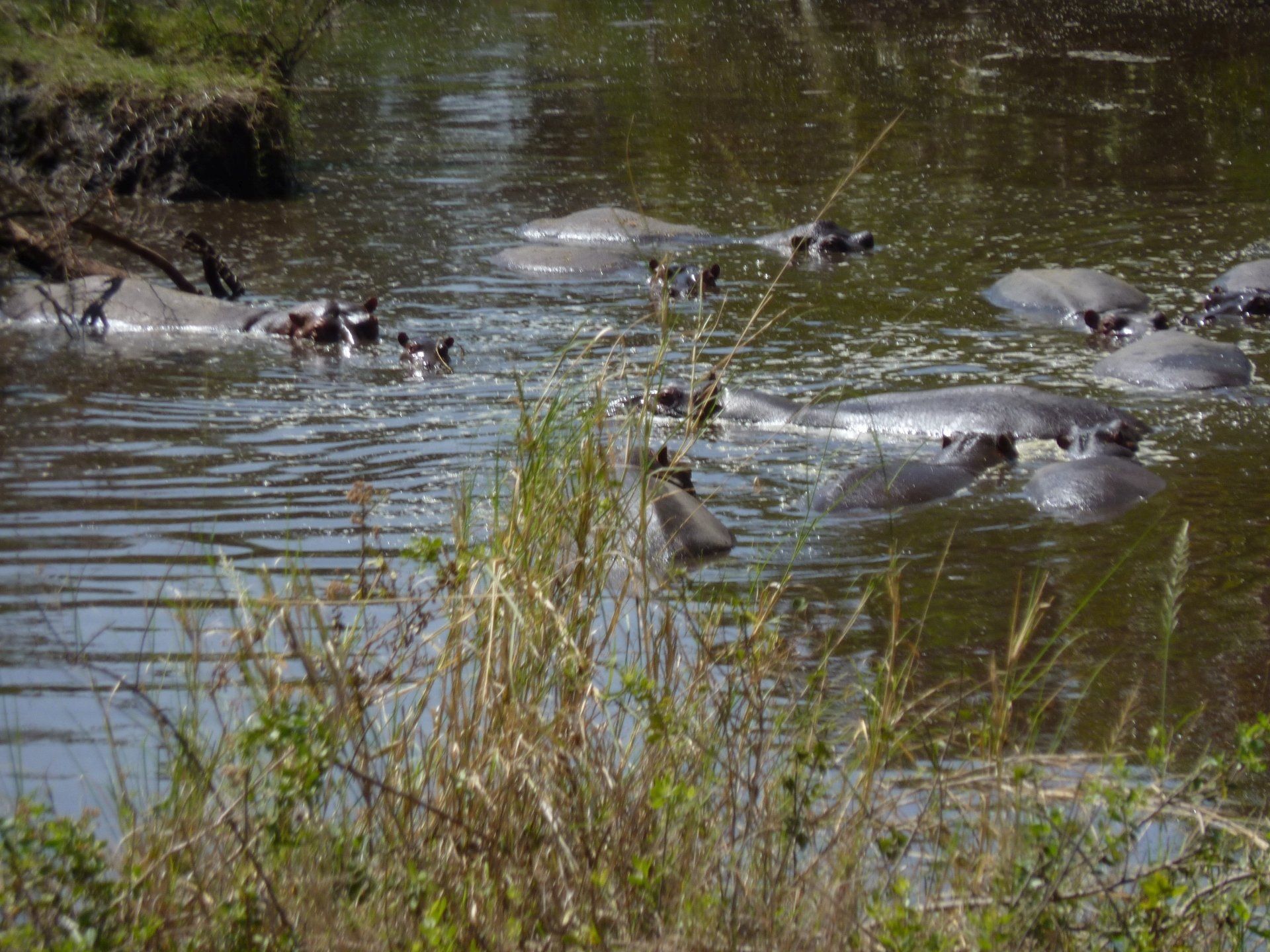 foto nijlpaarden in tanzania