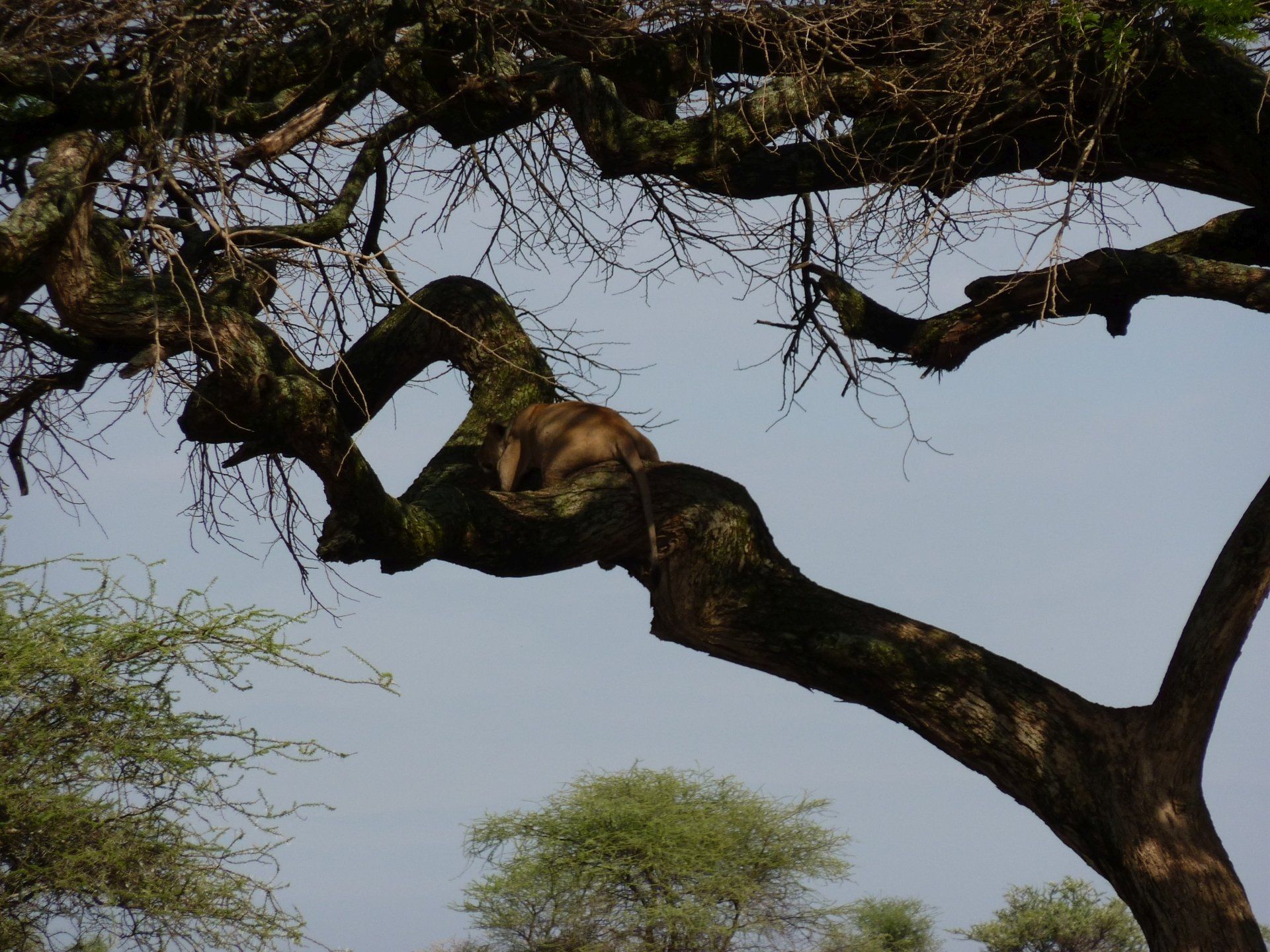 foto slapende leeuwin in boom  tanzania