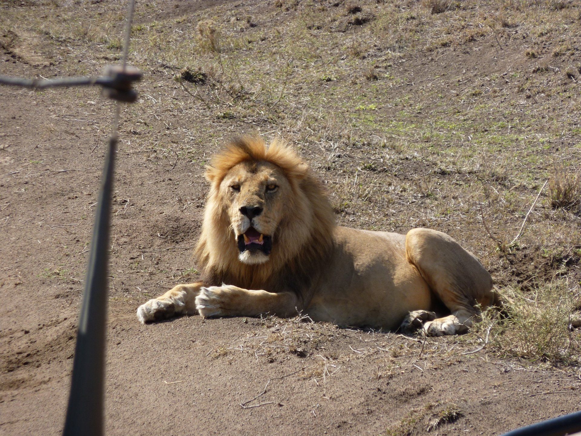 foto leeuw in tanzania