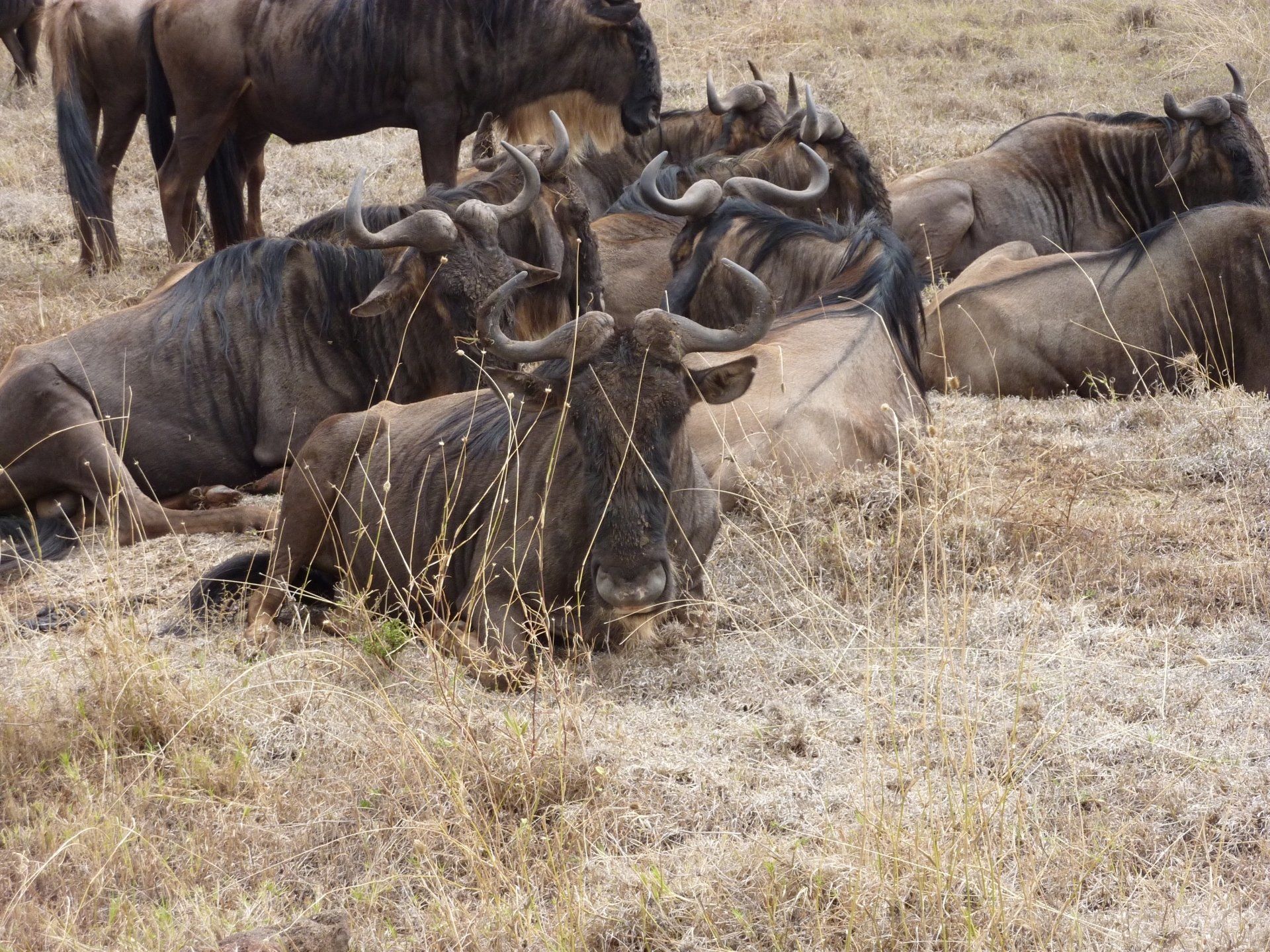 foto wilde beest in tanzania