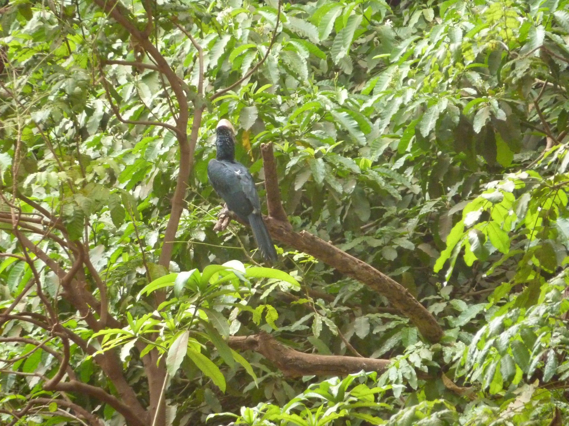 foto van bird in tanzania