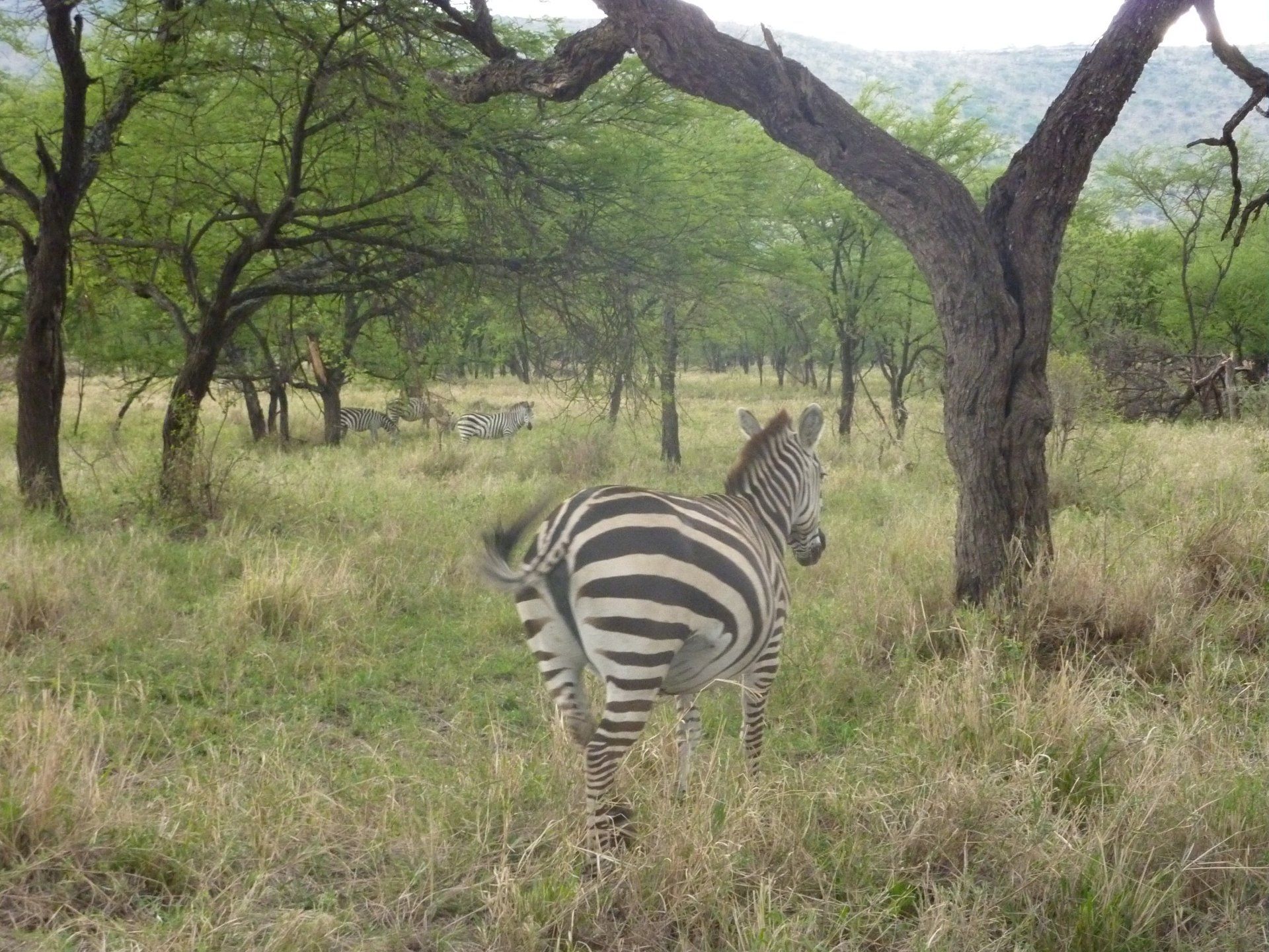 foto van zebra in tanzania