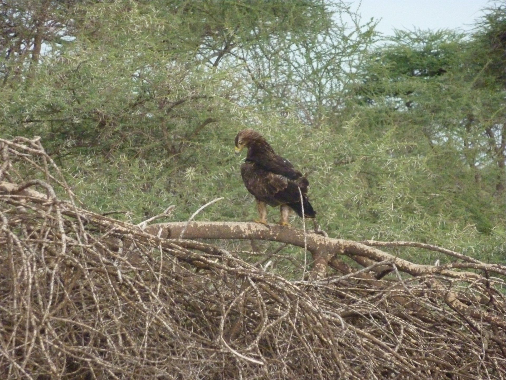 foto van vogel in tanzania