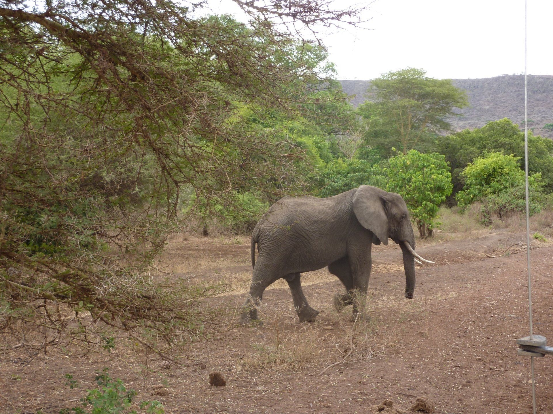 foto olifant in tanzania