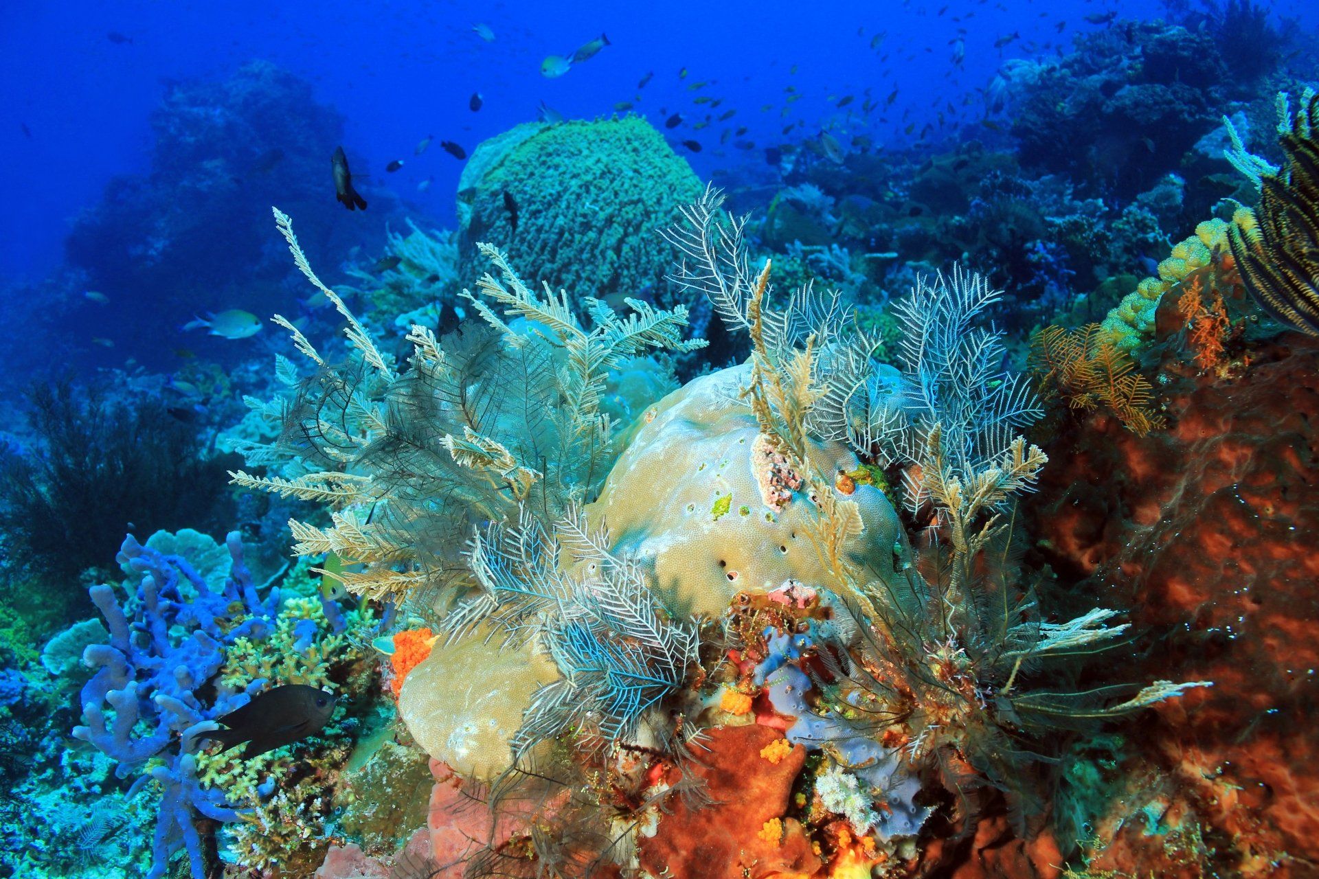Foto koraalrif bij komodo Indonesië