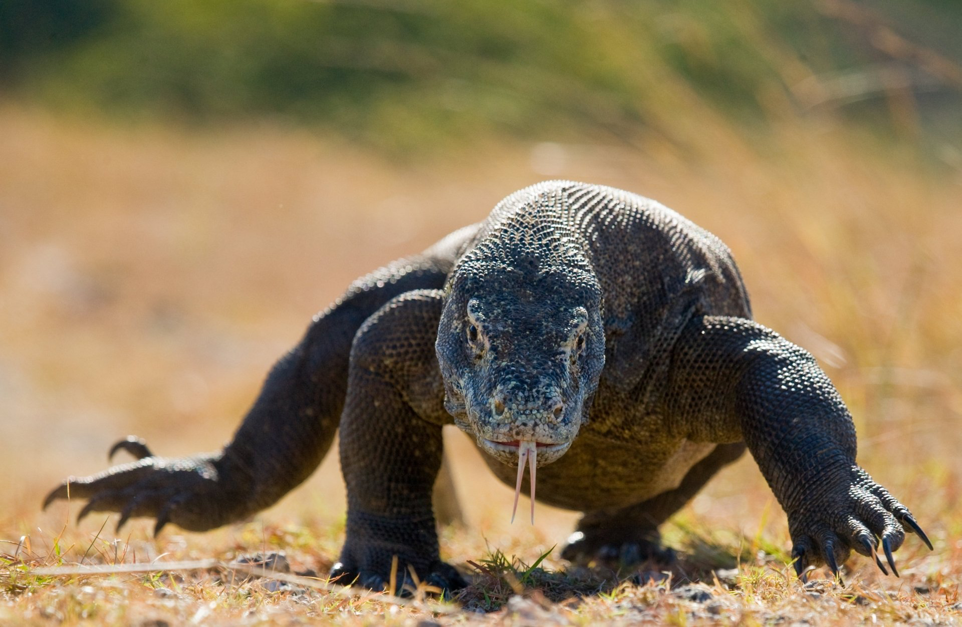 Afbeelding van komodo varaan met link naar pagina Komodo en Flores
