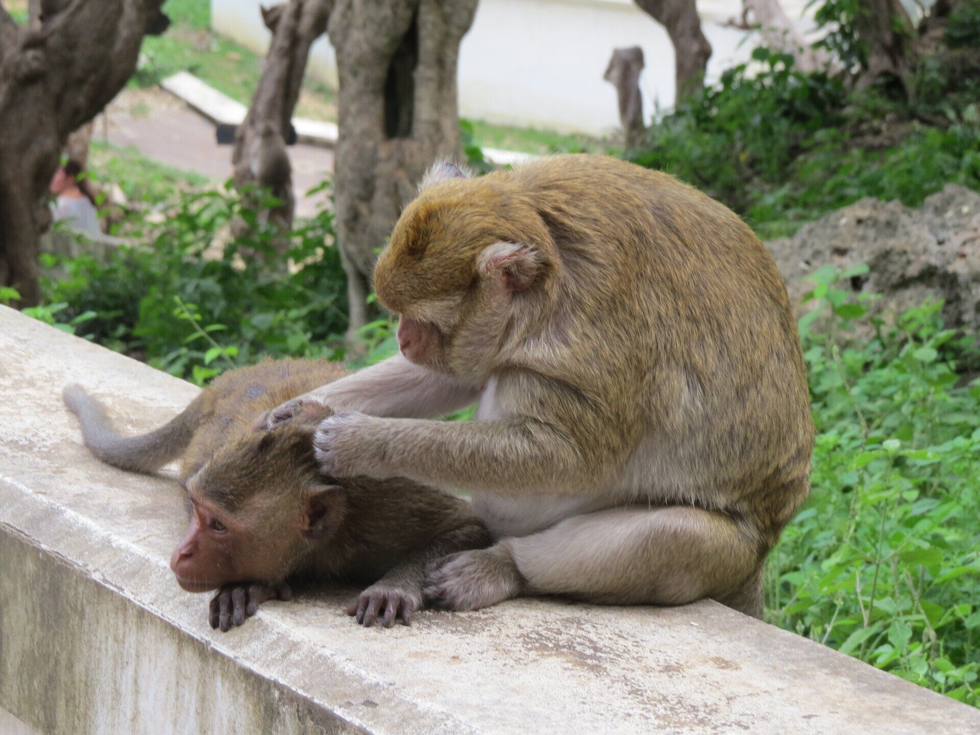 Twee apen die elkaar verzorgen op een betonnen richel, buiten met groen gebladerte.