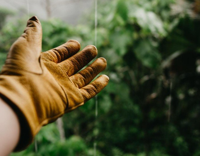 A1 Tree Service - Pruning Trimming Removal gallery 4