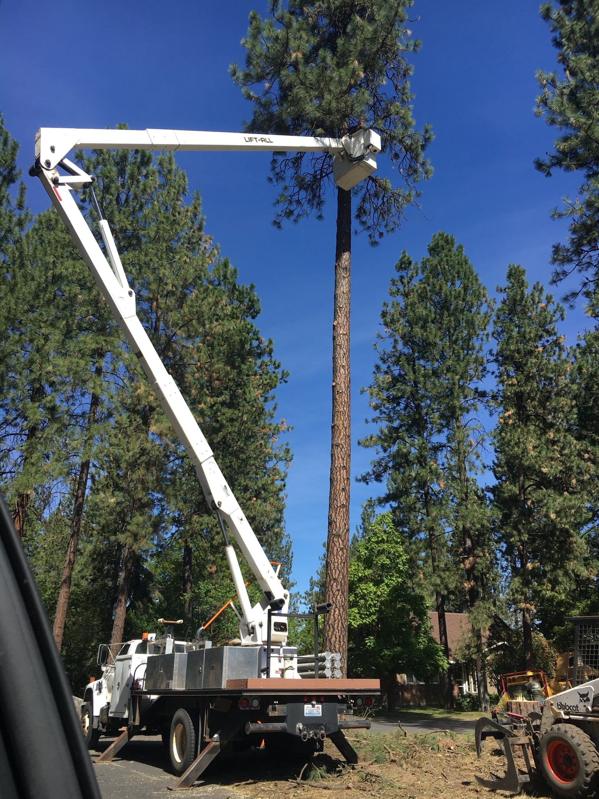 A1 Tree Service - Pruning Trimming Removal gallery 5