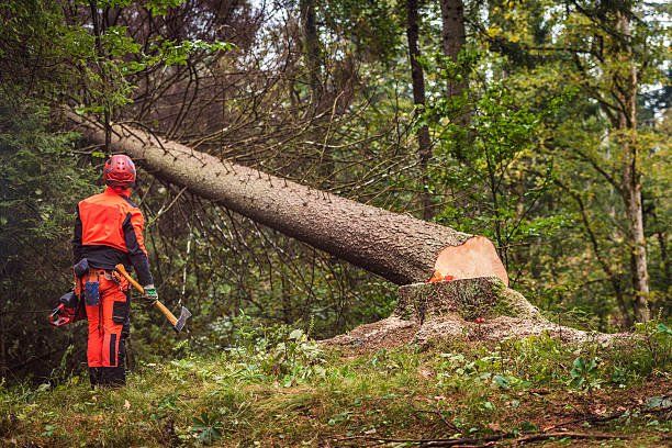 A logger stands next to a freshly cut tree in Spokane that has fallen in a wooded area.