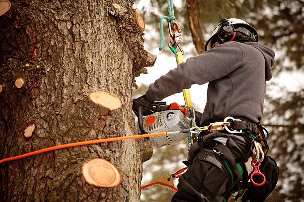 An arborist wearing safety gear and a helmet uses a chainsaw to prune branches on a large tree in Spokane.