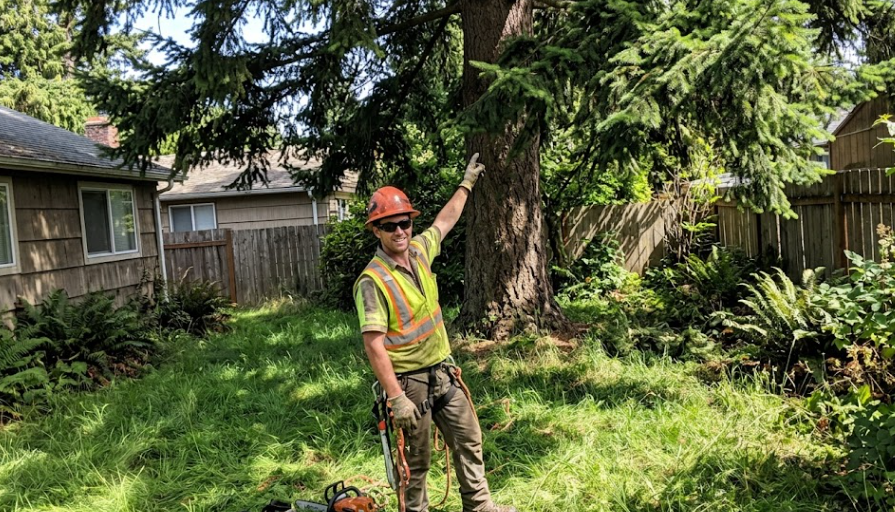 Friendly A1 Tree Service professional in Spokane WA inspecting a healthy, beautifully trimmed shade tree in a backyard.
