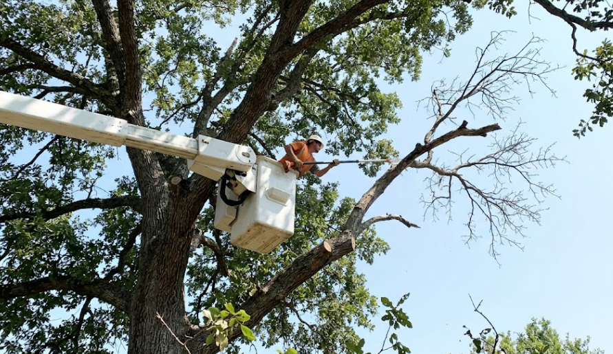 Professional tree trimming service in Spokane using a bucket truck to safely remove dead branches from a tall tree.