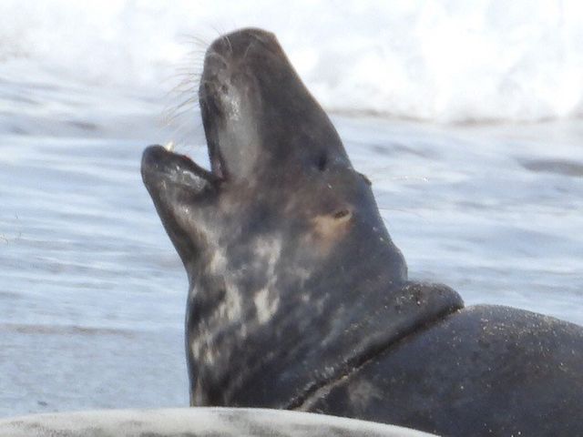 Marine Mammal Alliance Nantucket | How To Help