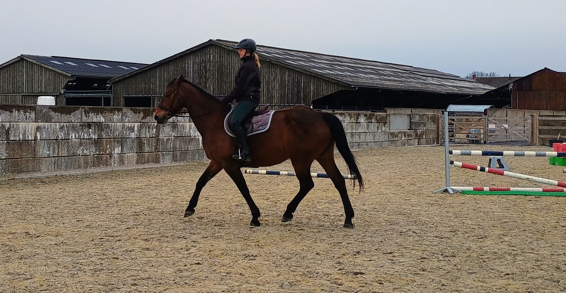 Enseignement équitation Namur